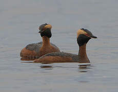 Horned Grebe