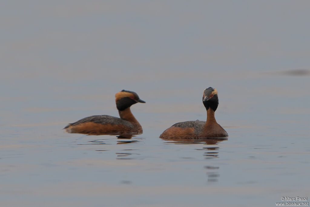 Horned Grebeadult breeding