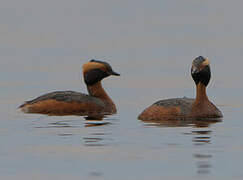 Horned Grebe