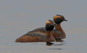 Horned Grebe