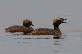 Horned Grebe