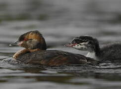 Horned Grebe