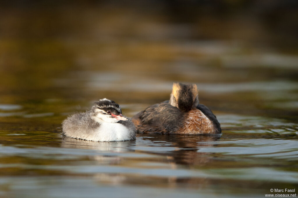 Horned Grebe, identification, swimming, Reproduction-nesting