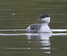 Horned Grebe