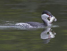 Horned Grebe