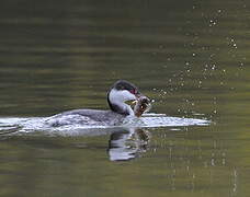 Horned Grebe