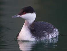 Horned Grebe