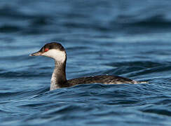 Horned Grebe