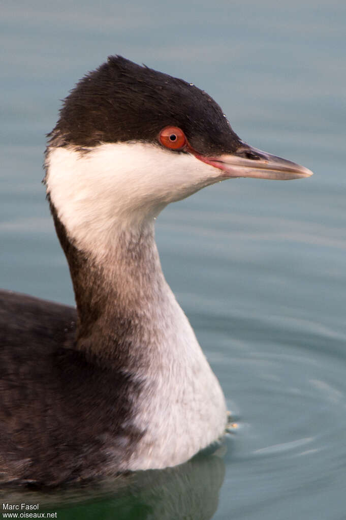 Horned Grebeadult post breeding, close-up portrait