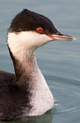 Horned Grebe