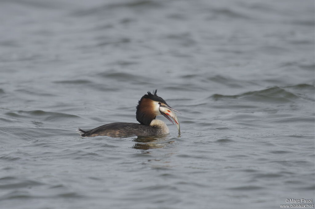 Great Crested Grebeadult breeding, identification, feeding habits, Behaviour