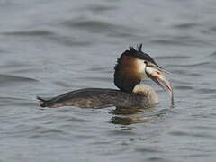 Great Crested Grebe