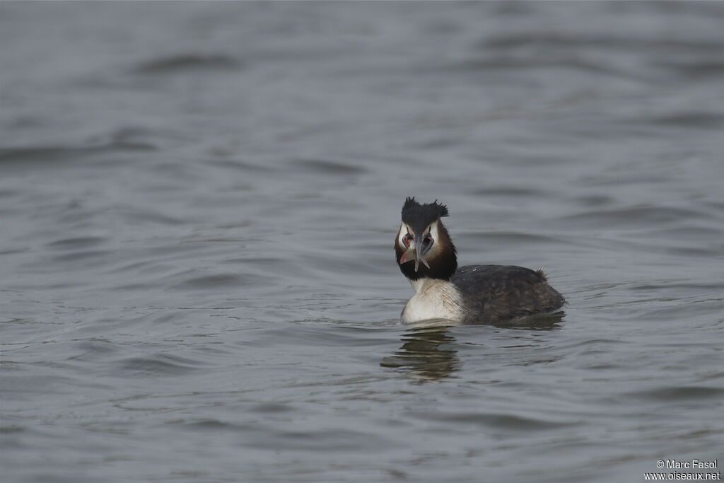 Great Crested Grebe, identification, feeding habits, Behaviour