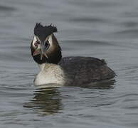 Great Crested Grebe