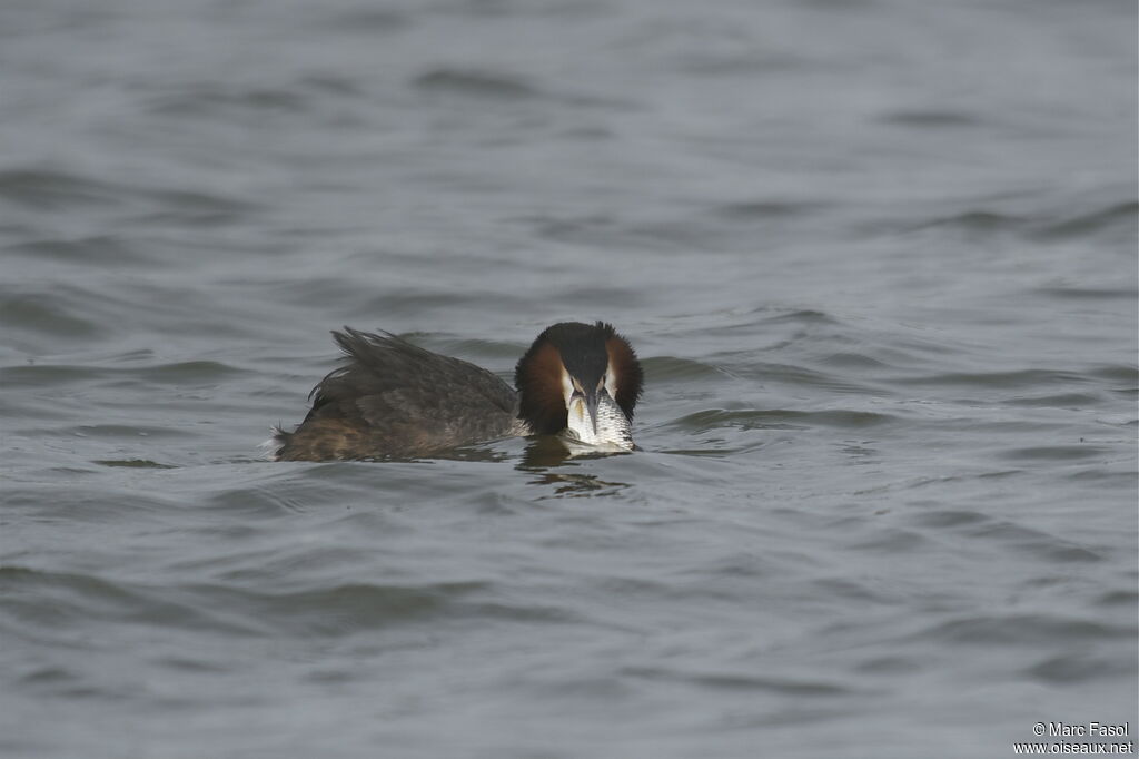 Great Crested Grebe, identification, feeding habits, Behaviour