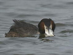 Great Crested Grebe