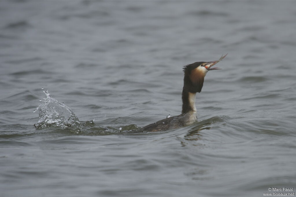 Great Crested Grebe, identification, feeding habits, Behaviour