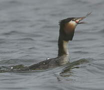 Great Crested Grebe