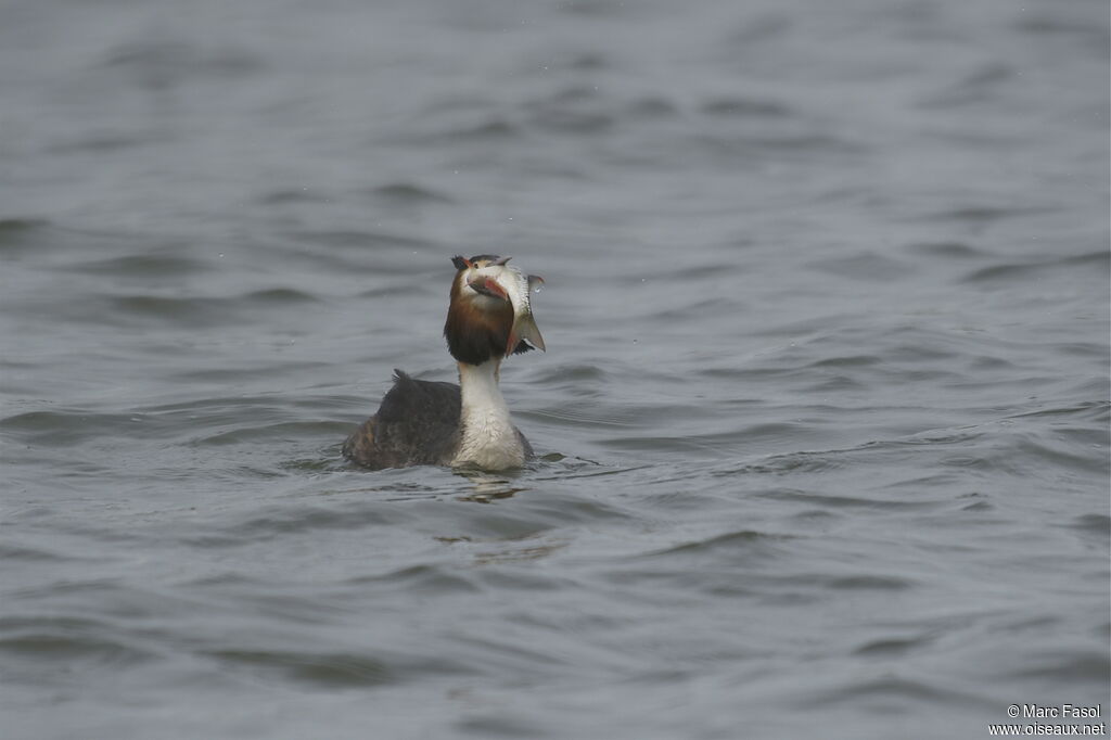 Great Crested Grebe, identification, feeding habits, Behaviour