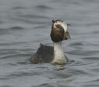 Great Crested Grebe