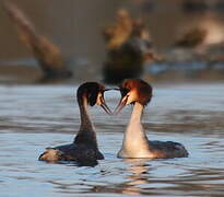 Great Crested Grebe