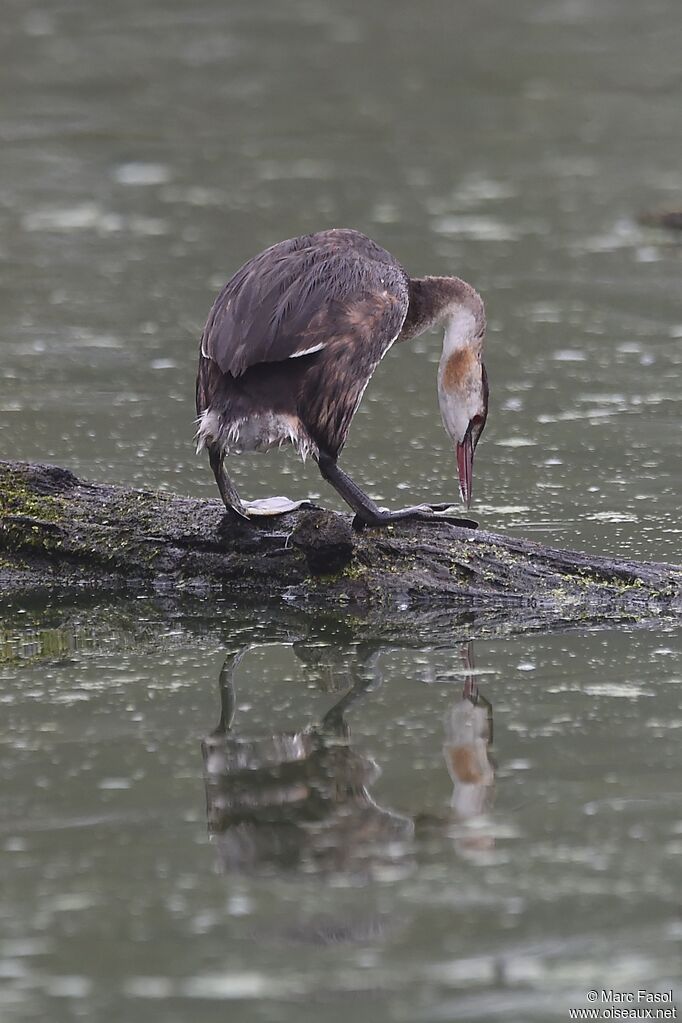 Great Crested Grebeadult post breeding, identification