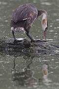 Great Crested Grebe