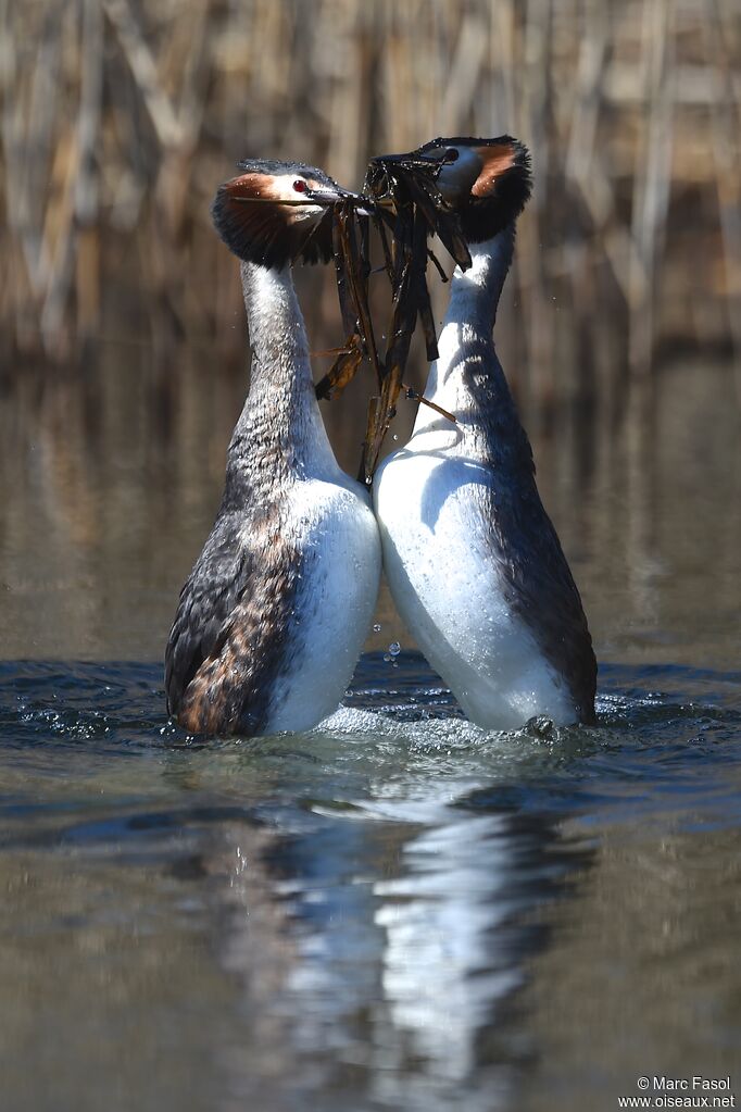 Great Crested Grebe adult breeding, identification, Behaviour