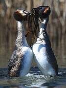 Great Crested Grebe