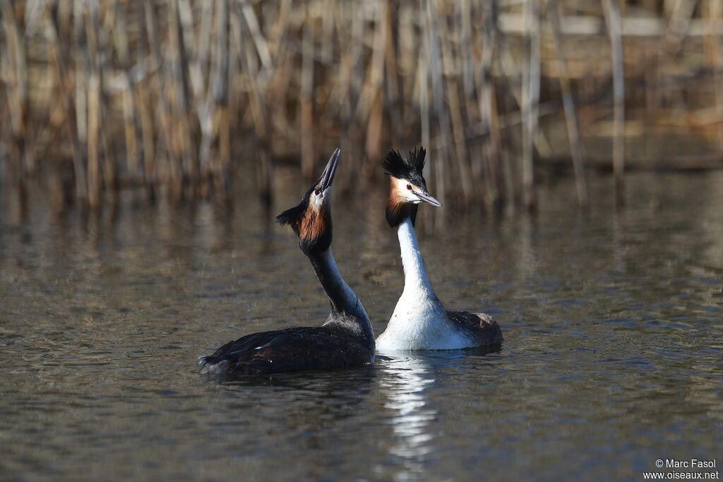 Great Crested Grebe , identification, Reproduction-nesting, Behaviour