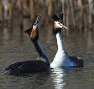 Great Crested Grebe