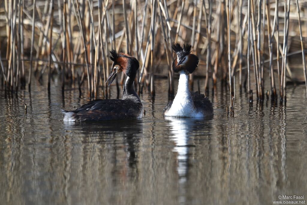 Great Crested Grebe adult breeding, identification, Behaviour