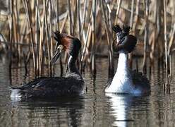 Great Crested Grebe