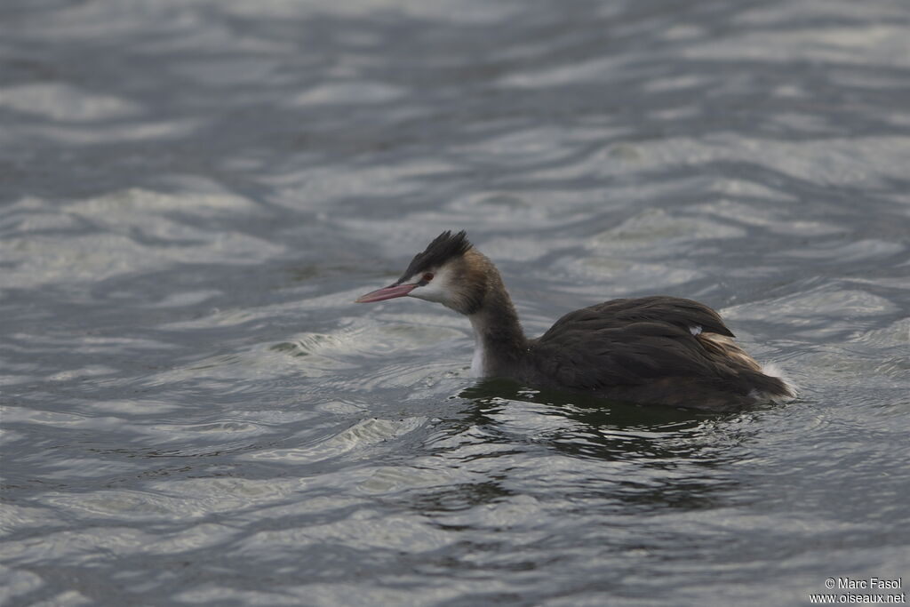 Great Crested Grebeadult post breeding, identification