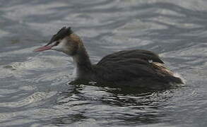 Great Crested Grebe