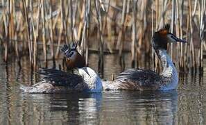 Great Crested Grebe