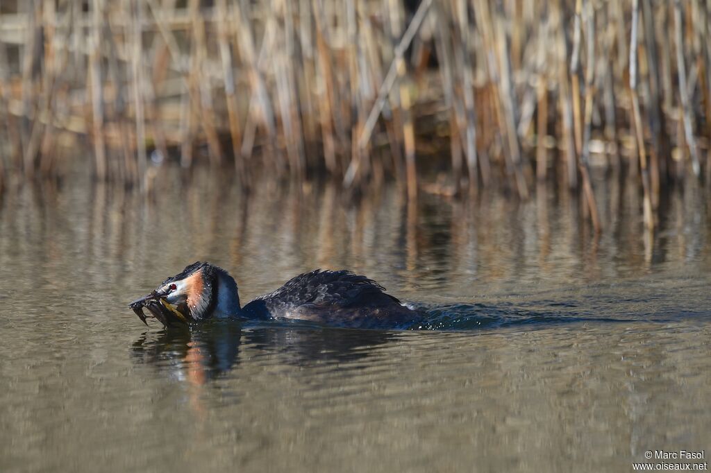 Great Crested Grebeadult breeding, identification, Reproduction-nesting, Behaviour