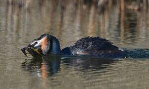 Great Crested Grebe