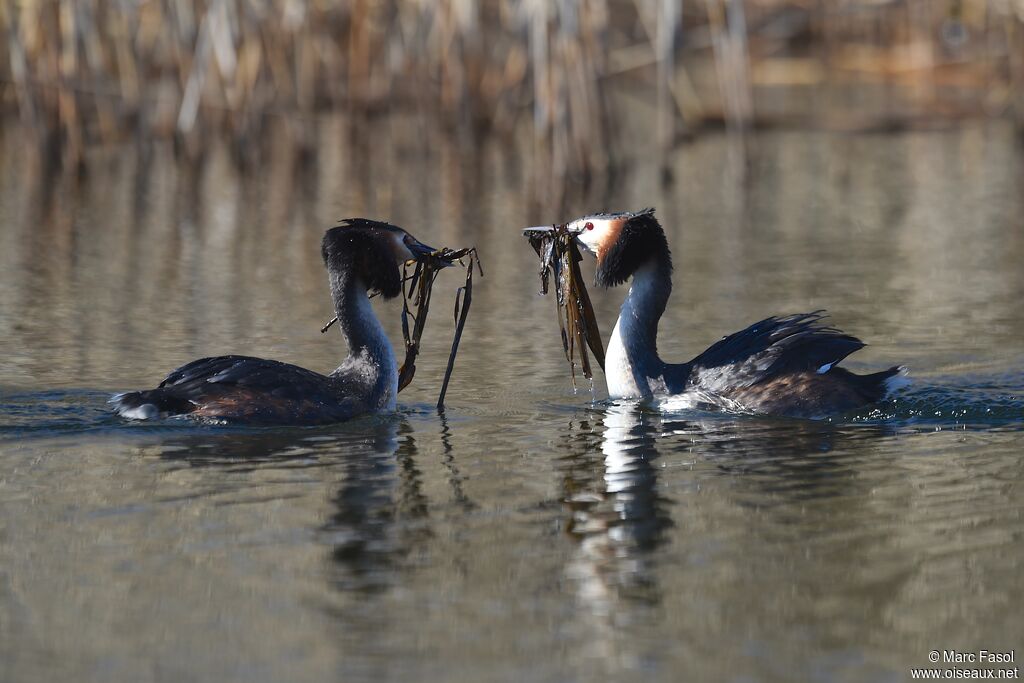 Great Crested Grebe adult breeding, identification, Behaviour