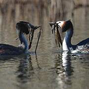 Great Crested Grebe