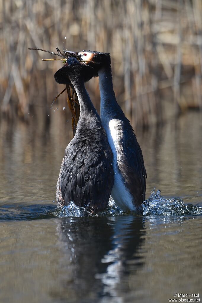 Great Crested Grebe adult breeding, identification