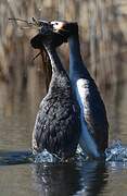 Great Crested Grebe