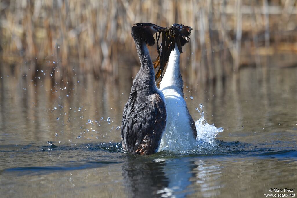 Great Crested Grebe , identification, Reproduction-nesting, Behaviour