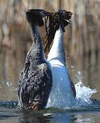 Great Crested Grebe