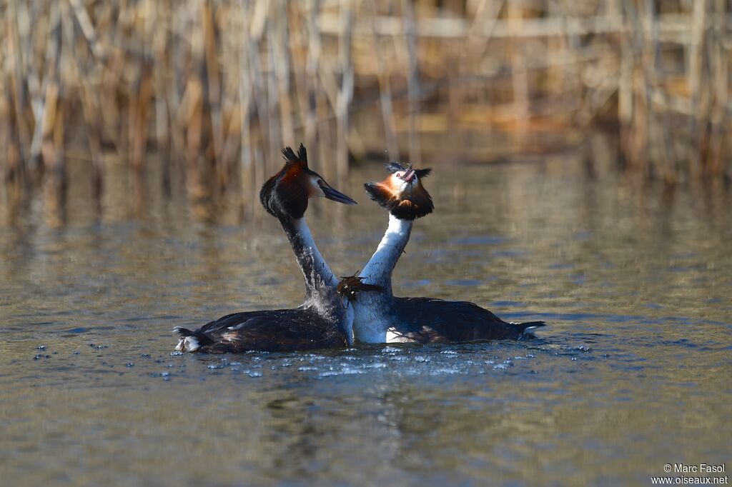 Great Crested Grebe adult breeding, identification, Reproduction-nesting, Behaviour