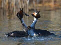 Great Crested Grebe