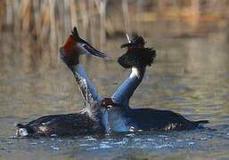 Great Crested Grebe