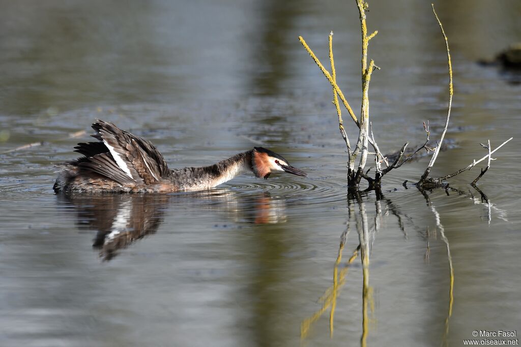 Great Crested Grebeadult breeding, identification, Behaviour