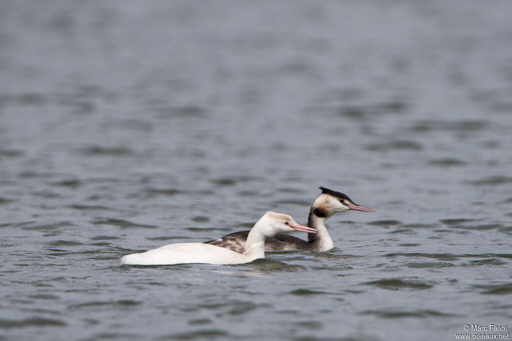 Great Crested Grebe adult post breeding, identification