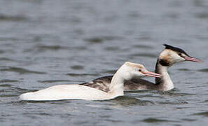 Great Crested Grebe